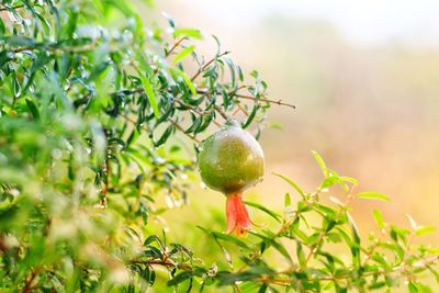 Close-up of fruit growing on tree