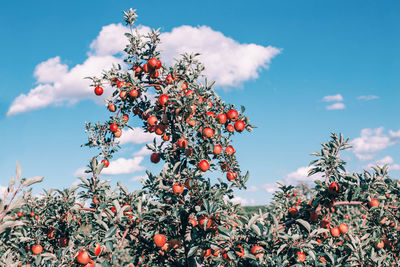 Low angle view of fruits growing on tree against sky