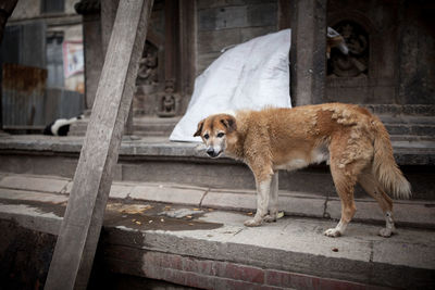 Dog in front of built structure