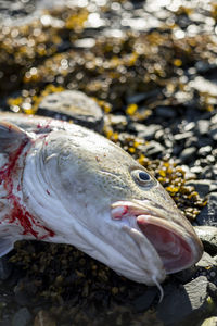 Close-up of fish