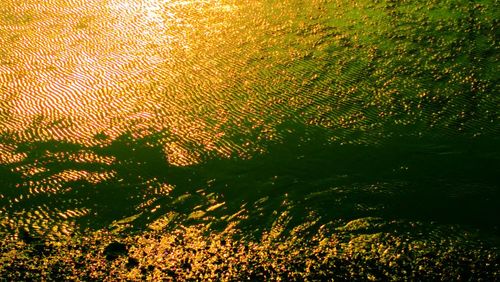 Full frame shot of plants during sunset