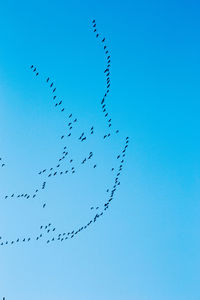 Low angle view of birds flying against clear blue sky