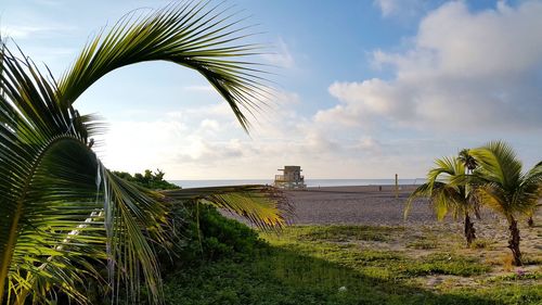 Palm trees on field against sky