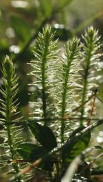 Close-up of wet plant leaves