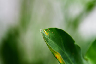 Closeup view of spider isolated on green leaf