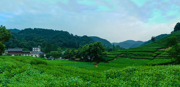 Scenic view of agricultural field against sky