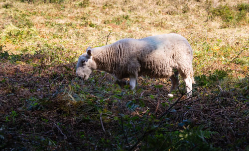 High angle view of sheep on field