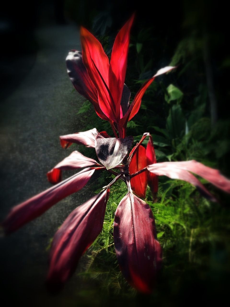 flower, petal, freshness, flower head, red, fragility, close-up, growth, beauty in nature, nature, focus on foreground, blooming, stamen, pollen, selective focus, plant, day, in bloom, no people, outdoors