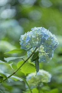 Close-up of white flowering plant