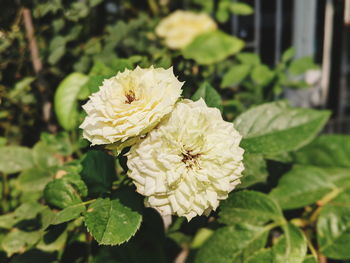 Close-up of white flowering plant