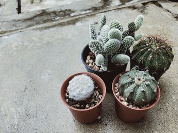 High angle view of potted cactus plants