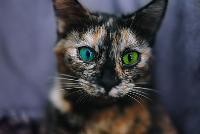 Close-up portrait of cat