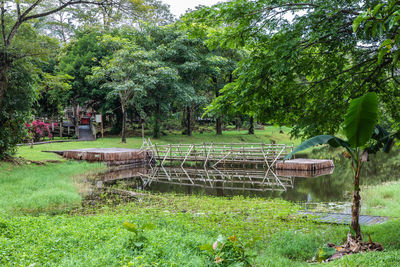 Plants and trees on field in forest