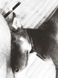 High angle view of dog sleeping