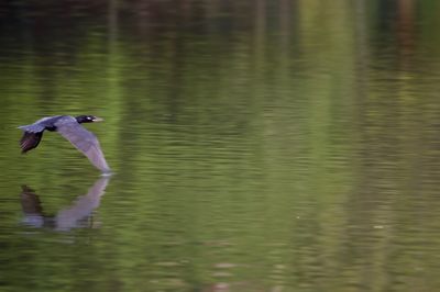 Bird flying over lake