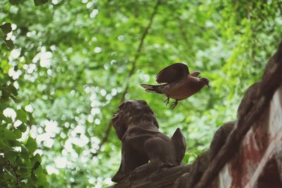 Close-up of bird perching on tree