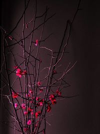Low angle view of pink flowers on tree