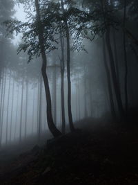 Trees in forest during foggy weather