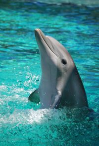 Bottlenose dolphin in sea