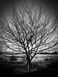 Bare trees on grassy field