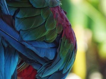 Close-up of parrot perching