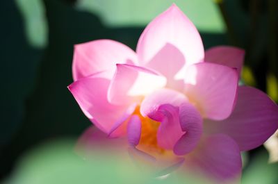 Close-up of pink frangipani blooming outdoors