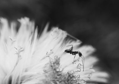 Close-up of insect on flower