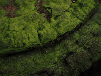 Full frame shot of green plants