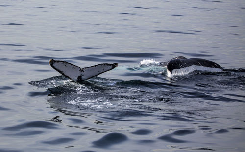 View of turtle swimming in sea