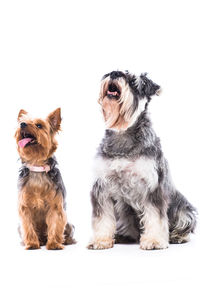 Portrait of a dog