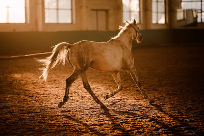 Horse standing in ranch