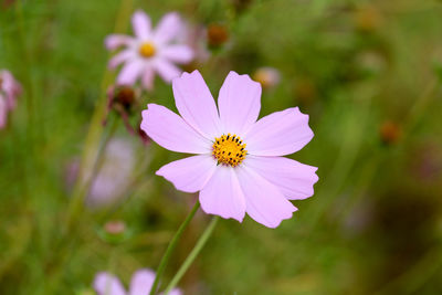 Close-up of purple cosmos flower