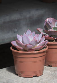 Close-up of pink flower pot on table