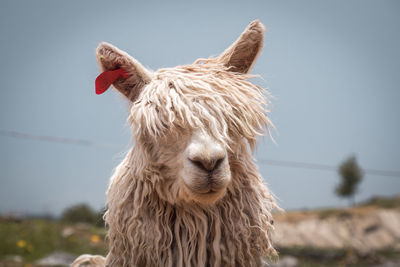 Close-up of a alpaca