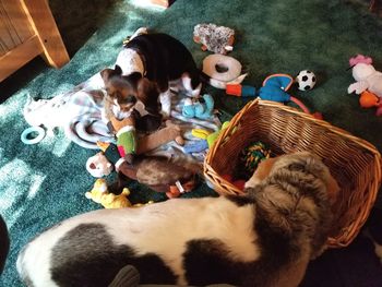 High angle view of dogs on floor