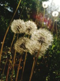 Close-up of dandelion flower