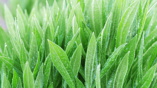 Close-up of green leaves