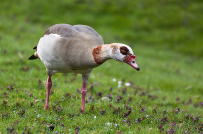 Close-up of bird on grass