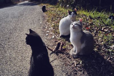 View of two cats on field