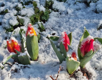 High angle view of frozen plants during winter