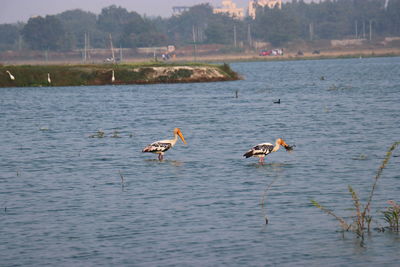 Ducks swimming in lake