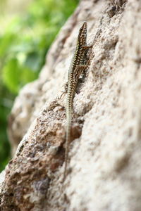 Close-up of tree trunk