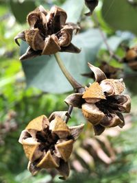 Close-up of dried plant