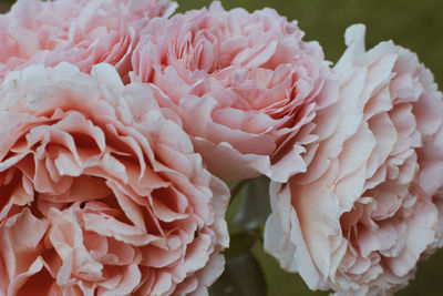 Close-up of pink rose flower