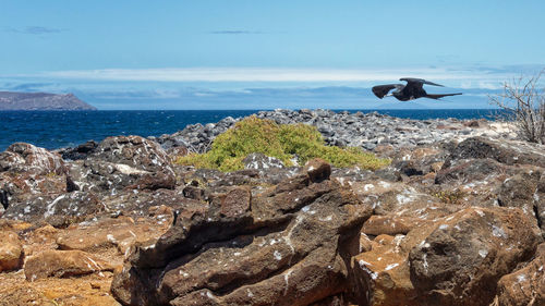 View of birds on rock by sea against sky