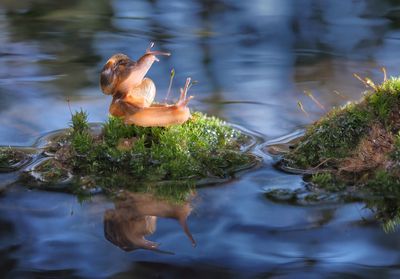 Snails mating on moss over lake