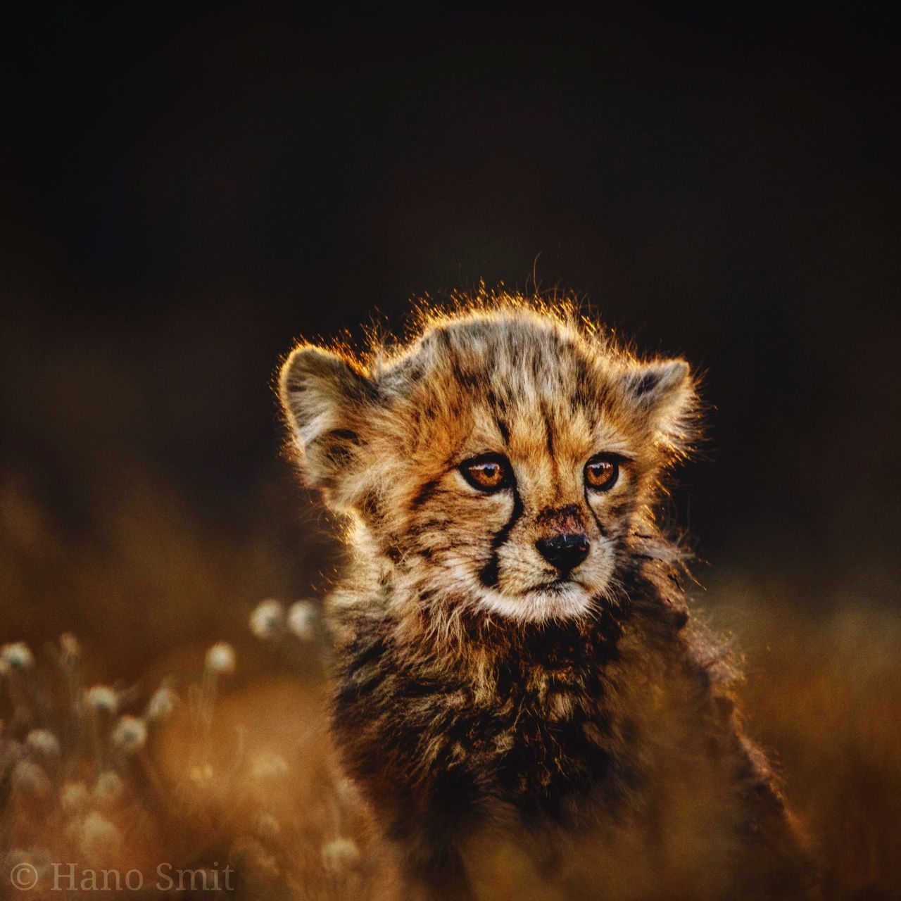 one animal, animal, animal themes, mammal, animals in the wild, animal wildlife, feline, no people, cat, portrait, looking at camera, looking, vertebrate, animal body part, nature, domestic animals, close-up, carnivora, big cat, animal head, whisker, cheetah, animal eye