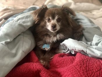 Portrait of dog relaxing on bed at home