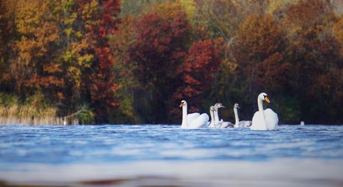 View of swans swimming in lake