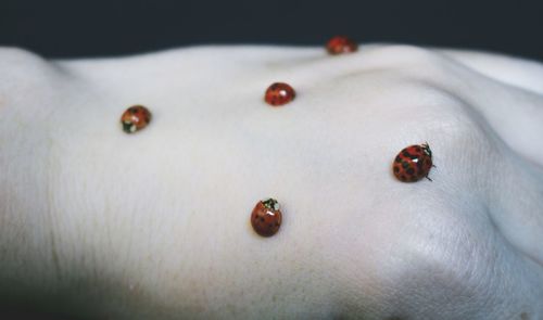 Close-up of ladybug on finger